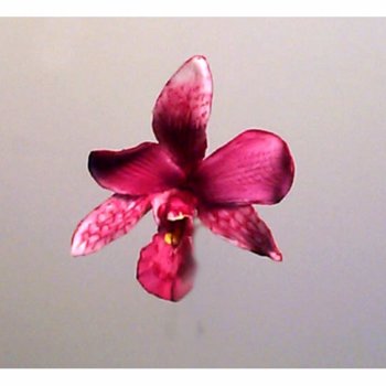 HH Singapore Orchid