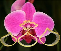 Plast. Vykrajovačka Orchidea 4ks